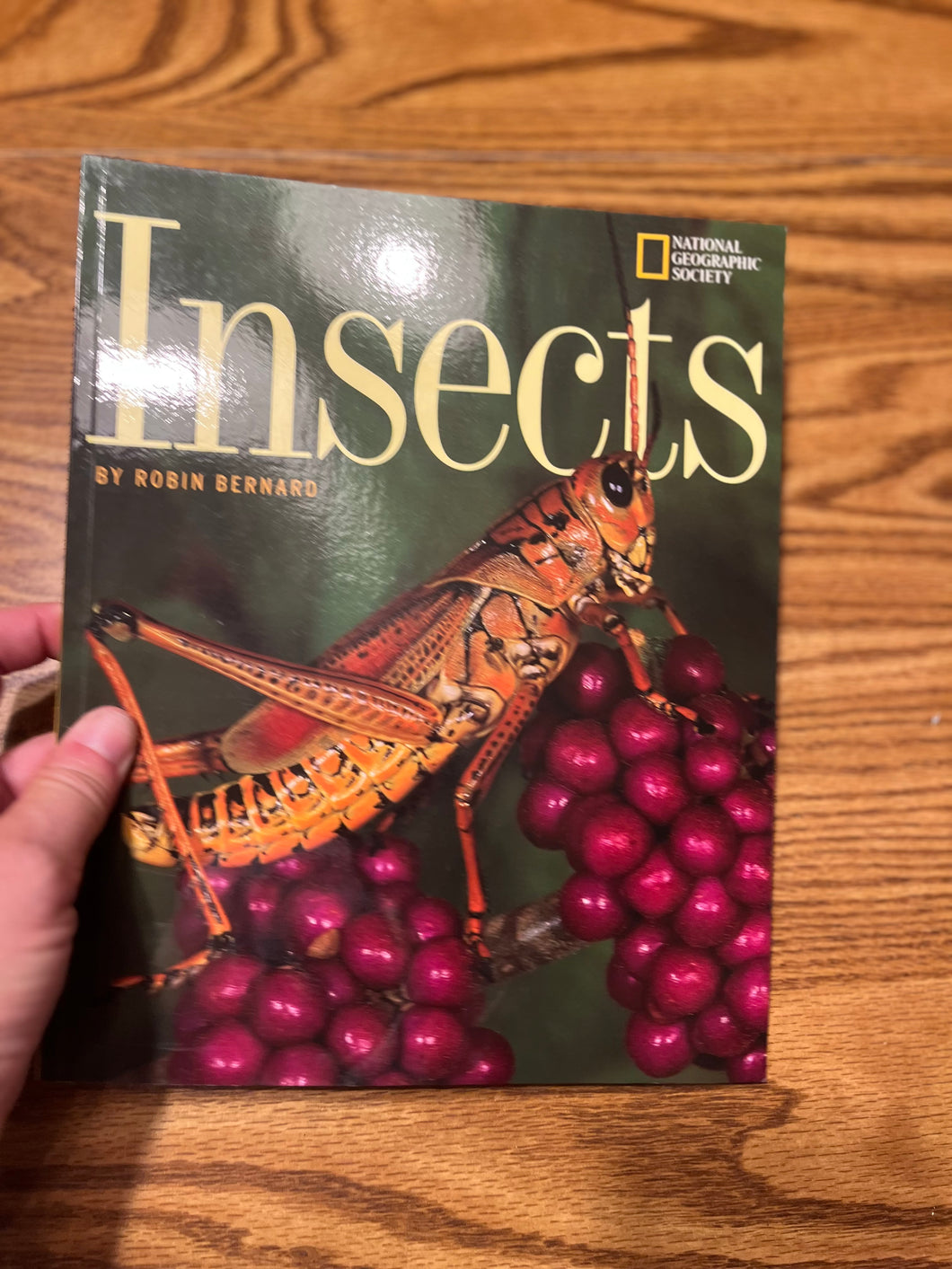 Insects