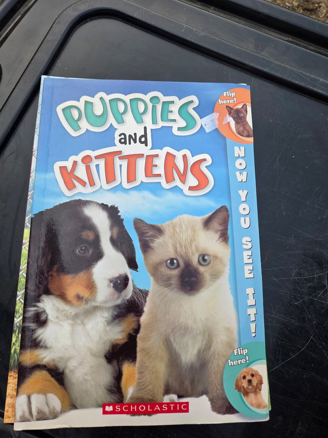 Puppies and kittens